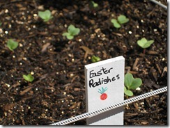 2012-07-31 Radishes 001