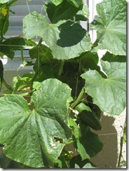 2012-08-26 Garden 026