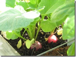 2013-06-09 Radish Harvest 001